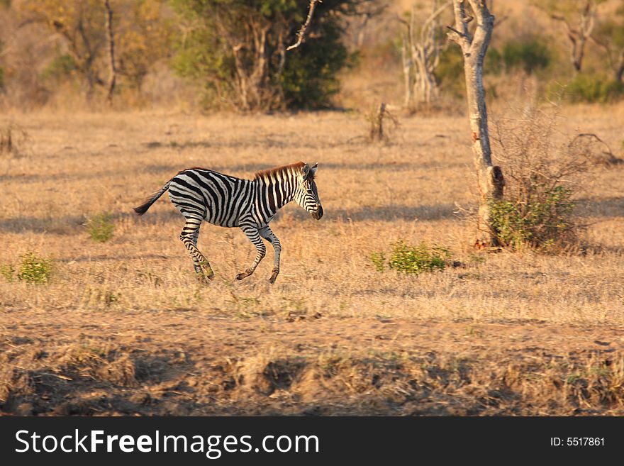 Zebra In Sabi Sands