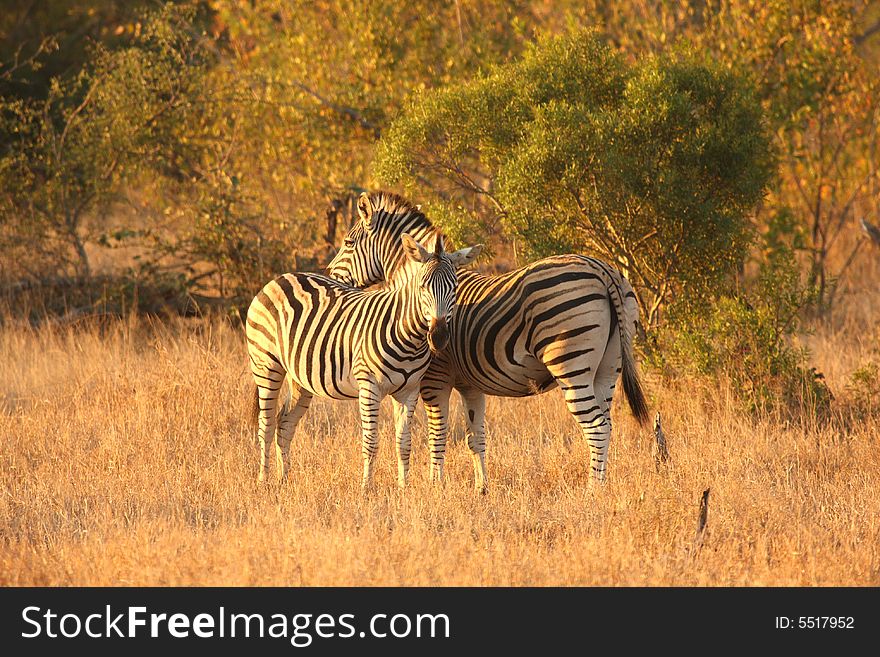 Zebra in Sabi Sands Reserve, South Africa