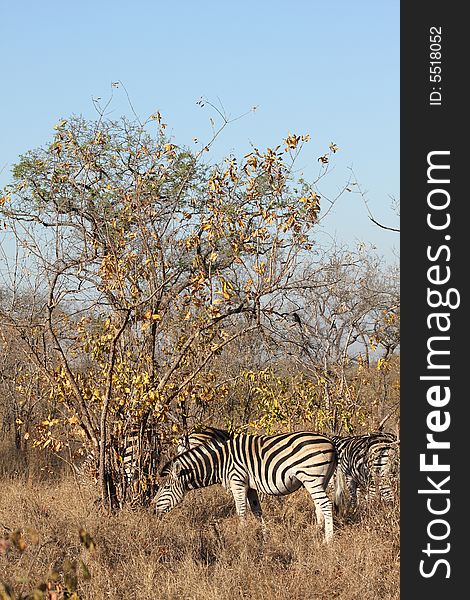 Zebra in Sabi Sands Reserve, South Africa