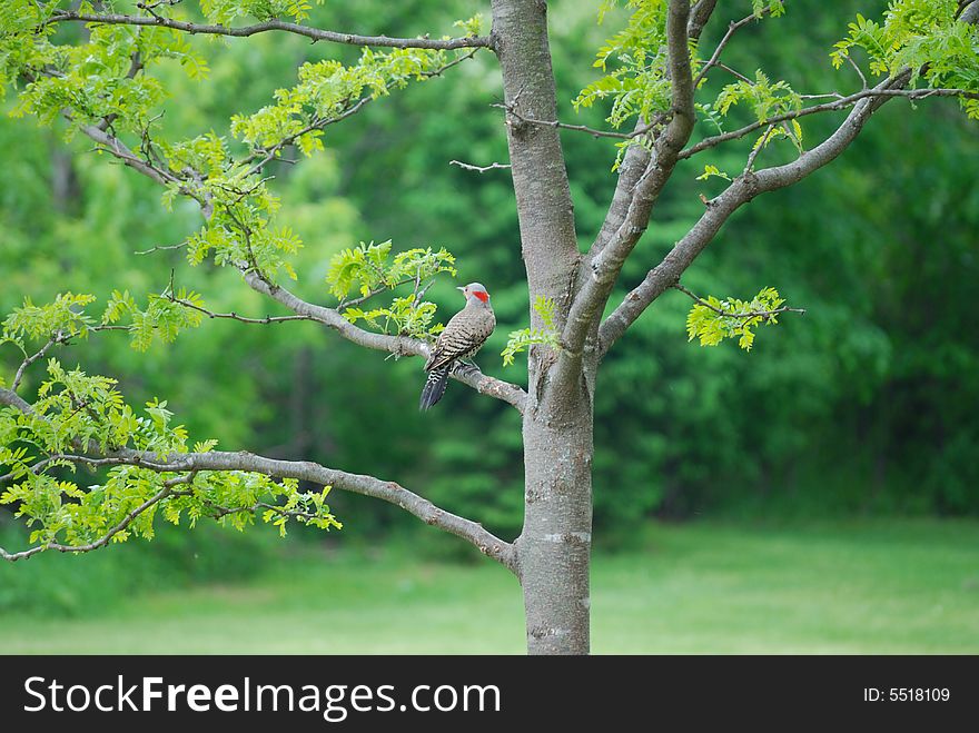 Gila woodpecker perched on a tree