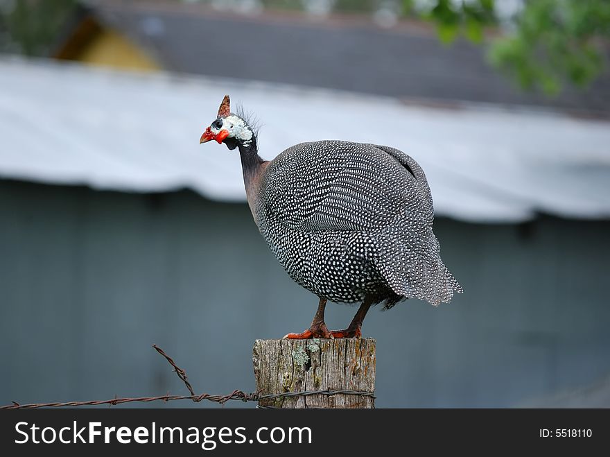 Helmeted guineafowl perched on a post