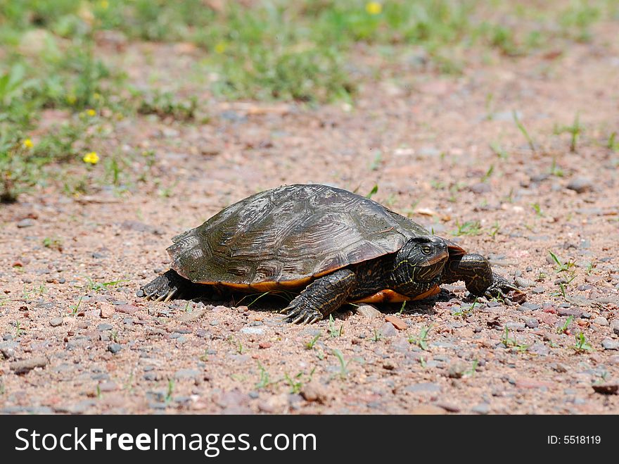 Painted turtle walking on a gravel road