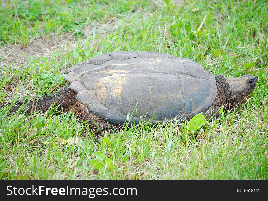 Snapping turtle walking in grass
