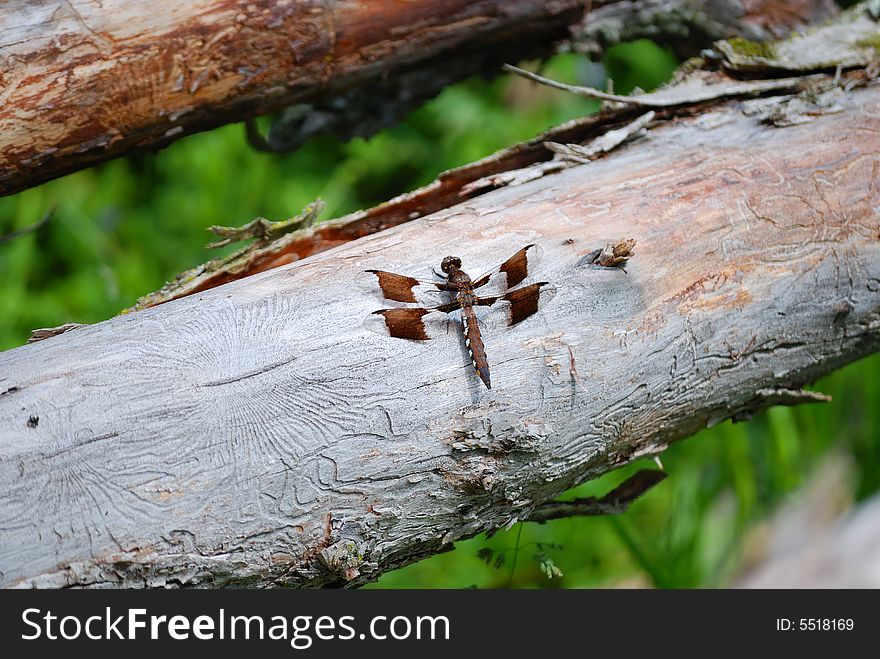 Brown dragonfly close up on a log