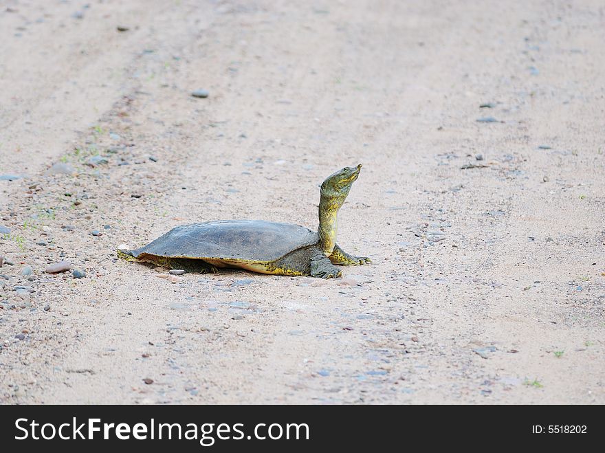 Long necked turtle with head extended on a gravel road