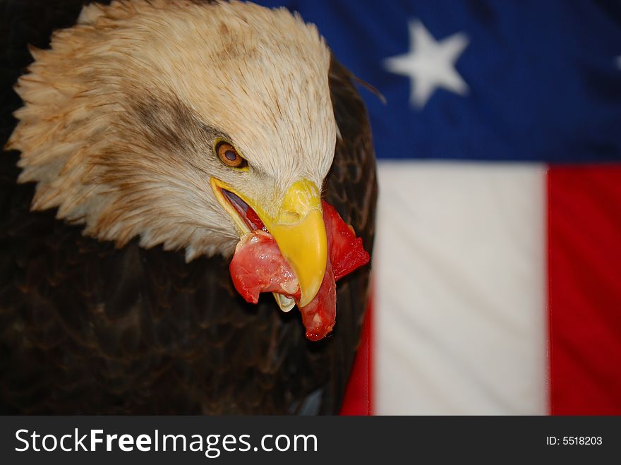 American bald eagle eating raw meat close up in front of a USA flag