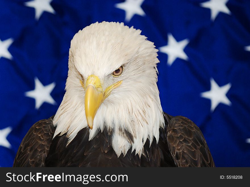 American bald eagle close up in front of a USA flag