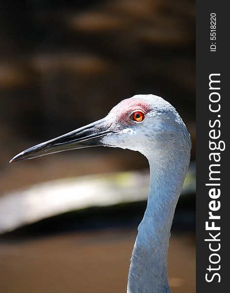 Close up of a sandhill crane