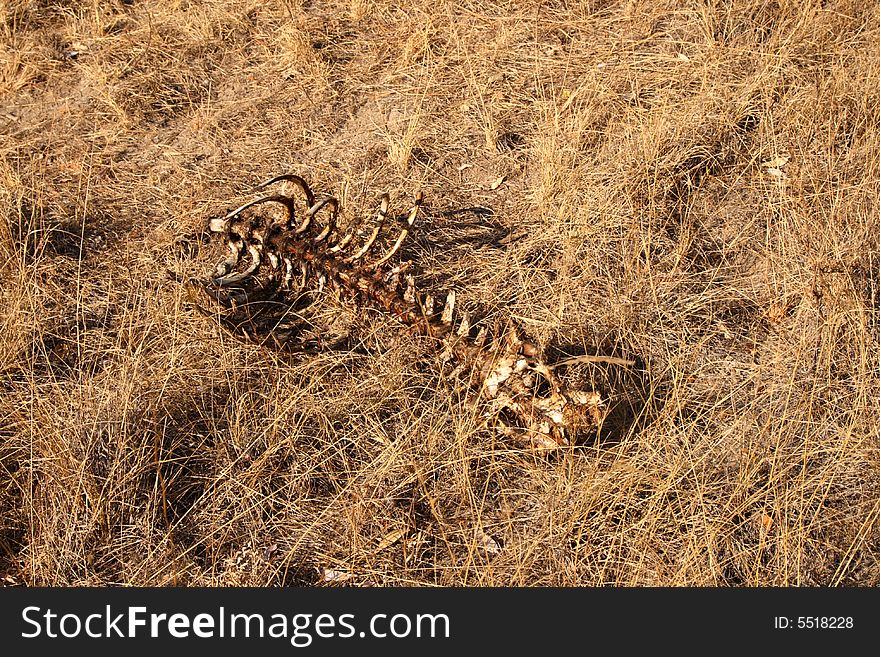 The left overs from a lions kill. The left overs from a lions kill