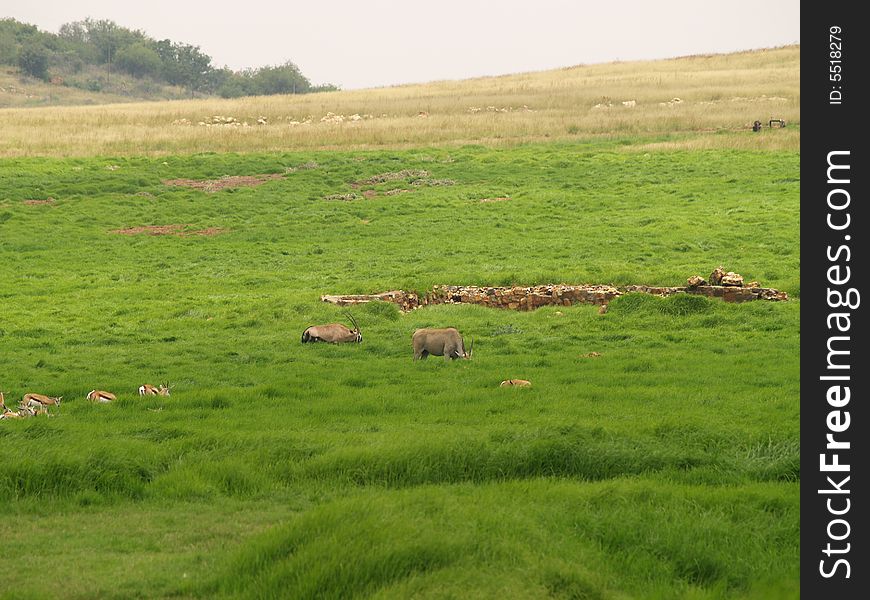 I took this picture at Krugersdorp Nature Reserve,South Africa. I took this picture at Krugersdorp Nature Reserve,South Africa.