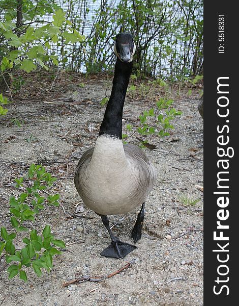 Canadian Goose taken near a lake.