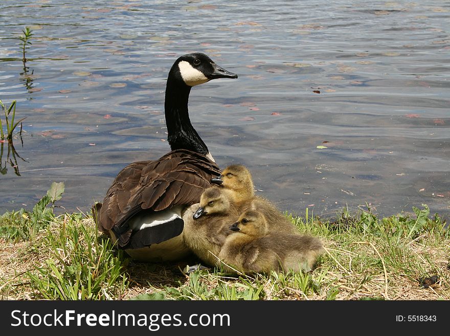 Proud Momma Goose