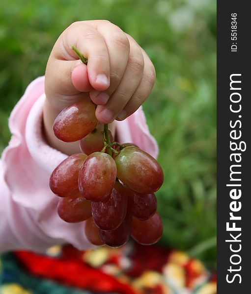 Kid's hand with pink grape bunch. Kid's hand with pink grape bunch