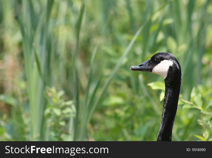 Canadian Goose taken near a lake.