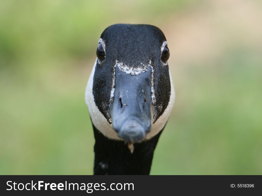 Canadian Goose Portrait