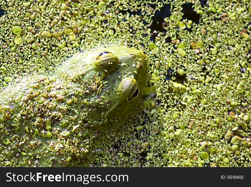 A green frog hiding in a pond. A green frog hiding in a pond