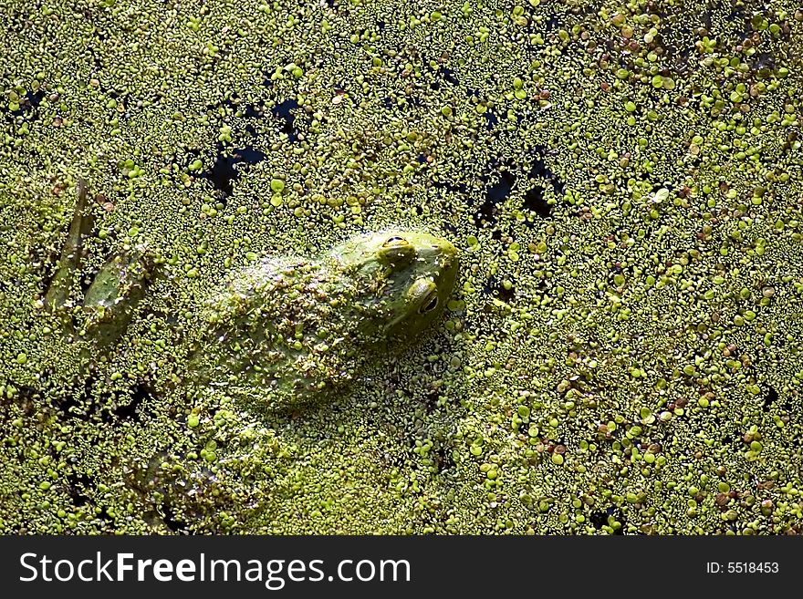 Green Frog in a Pond