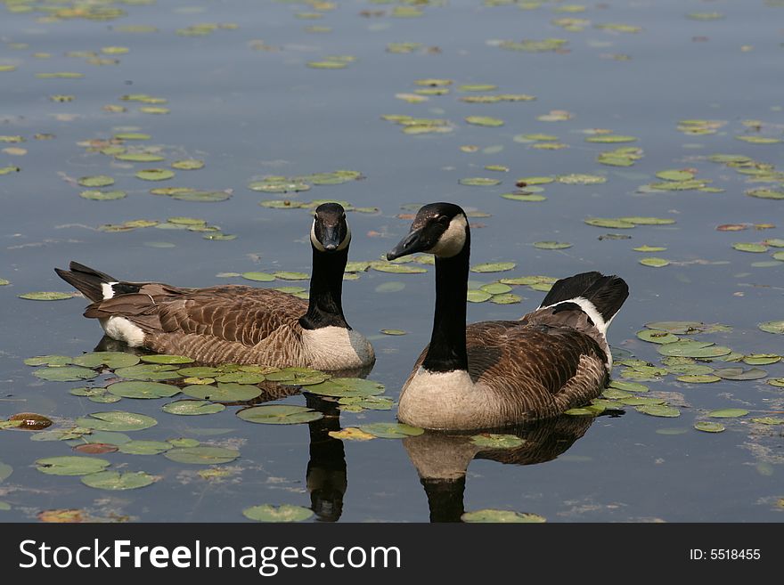 Canadian Goose Pair taken near a lake.