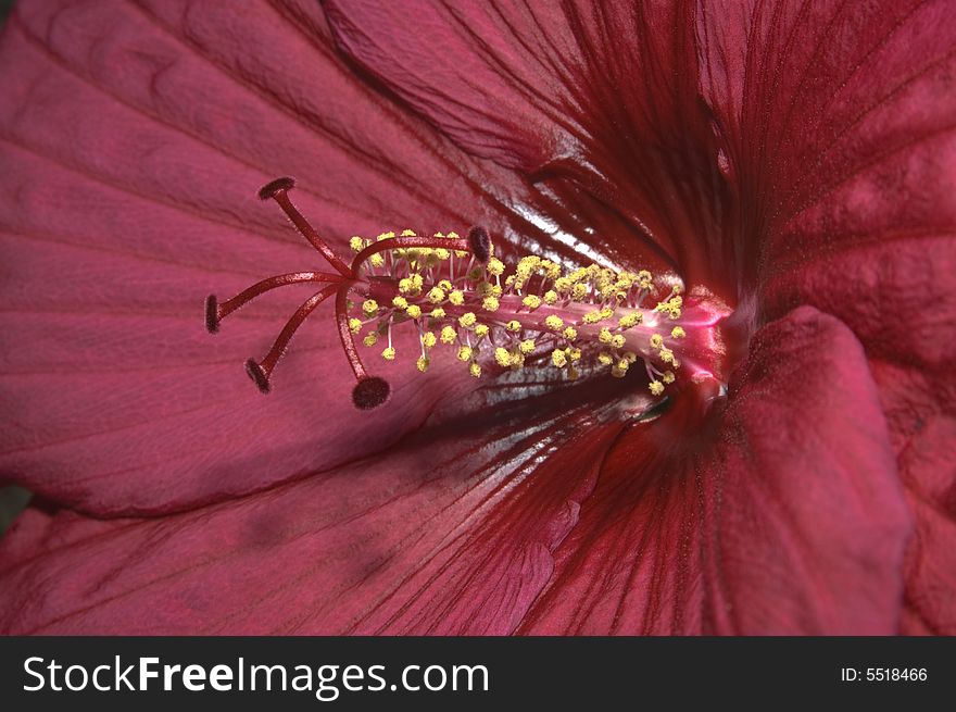 Macro image of a red Hibiscus flower with excellent depth of field demonstrating the textures and colors of the stamen, pistil, and petals.