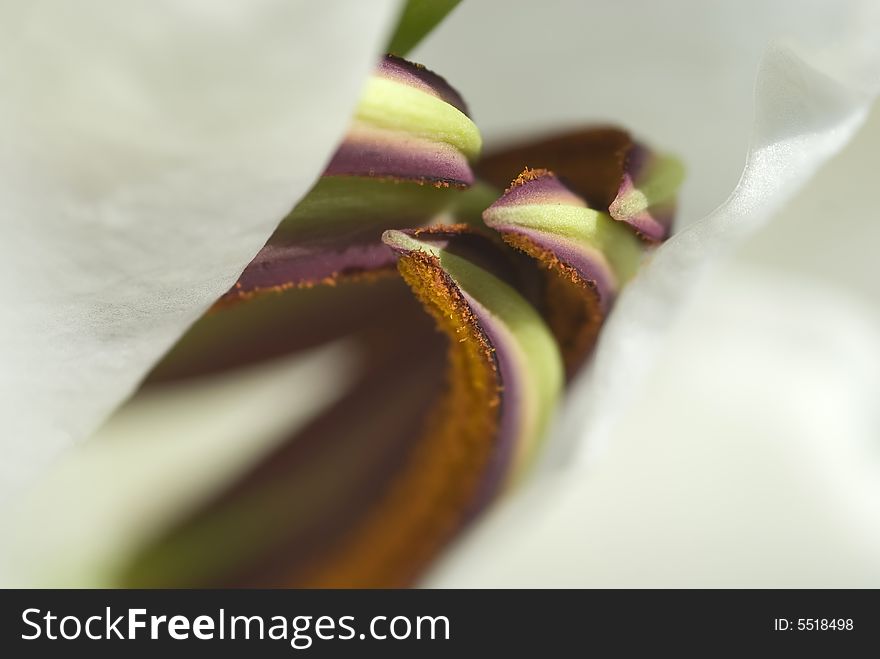 Looking inside a white lily that is just beginning to open up. Looking inside a white lily that is just beginning to open up.