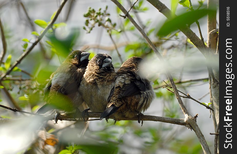 In Forest 3 Birds