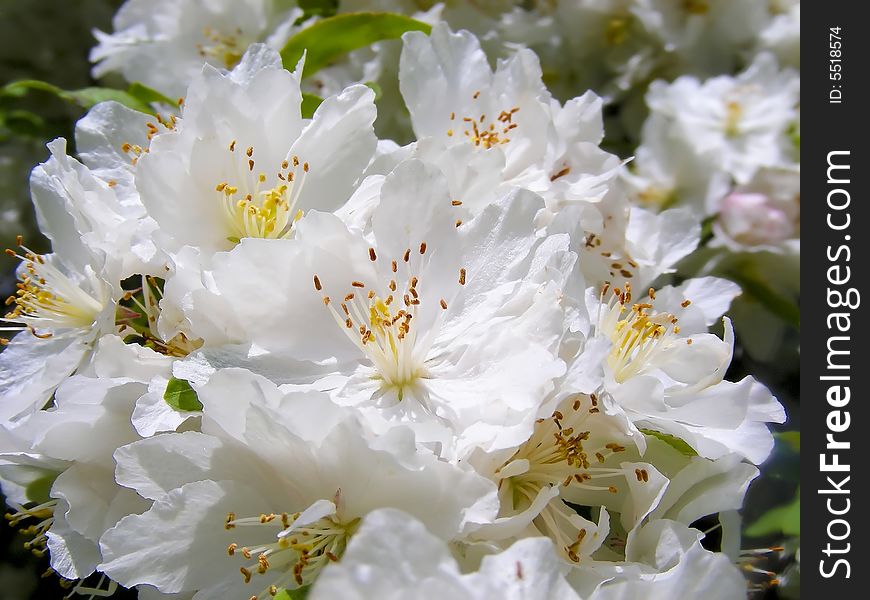 A branch full of delicate white cherry blossoms.