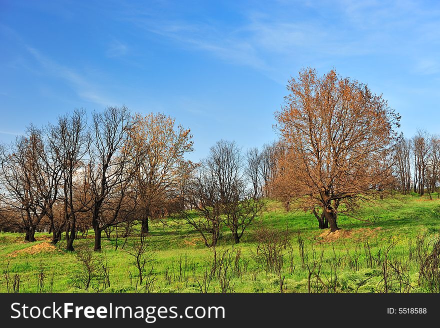 Burned Trees And Green Grass