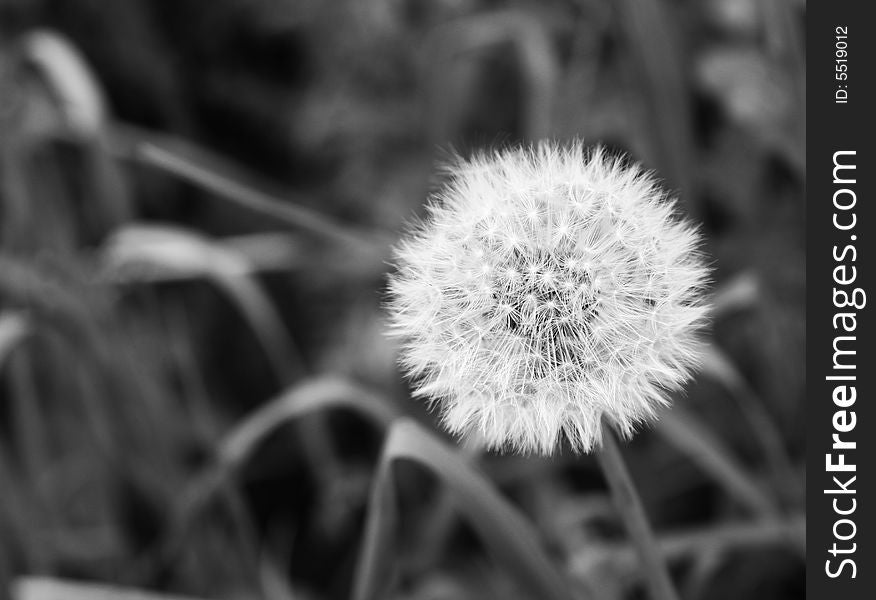 White dandelion on black background