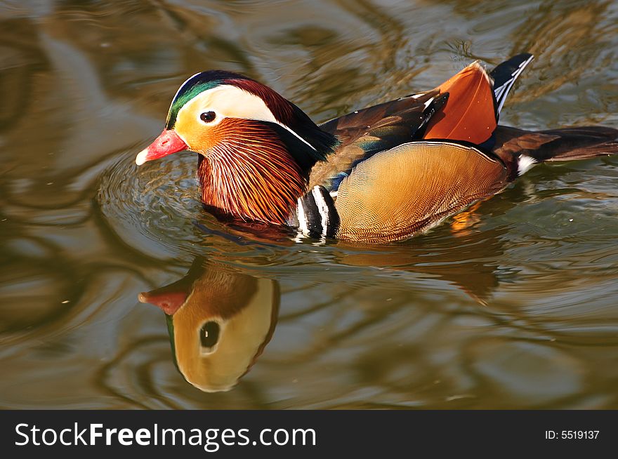 Mandarin duck, swimming duck, beautiful