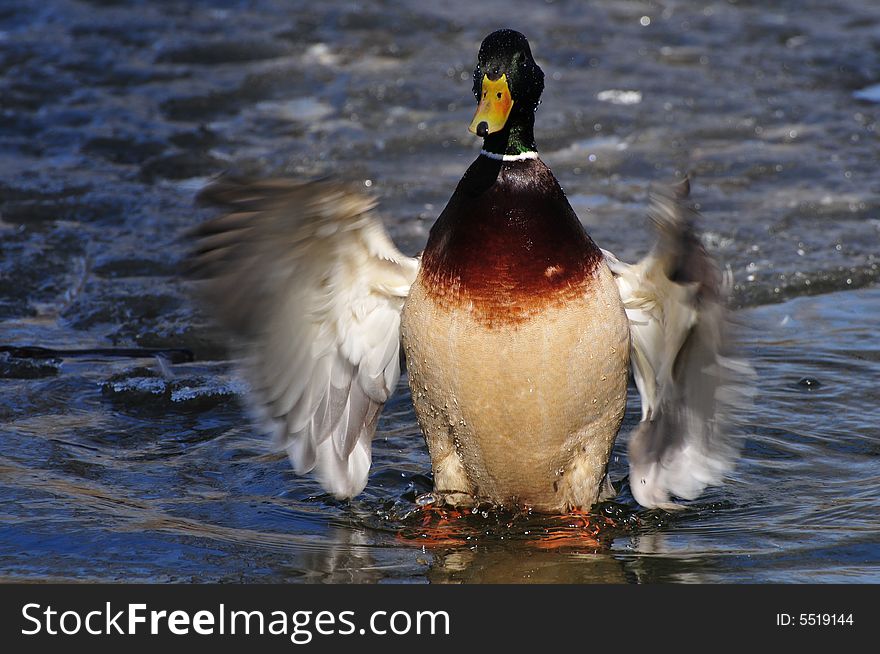 Green Head Duck