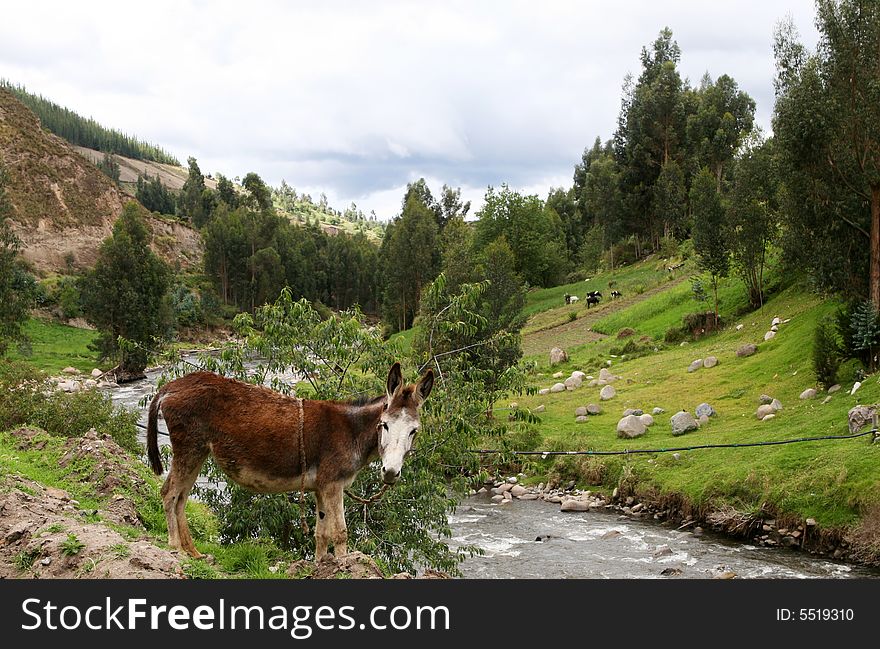 A donkey in the highlands of Ecuador rests on the side of a river. A donkey in the highlands of Ecuador rests on the side of a river