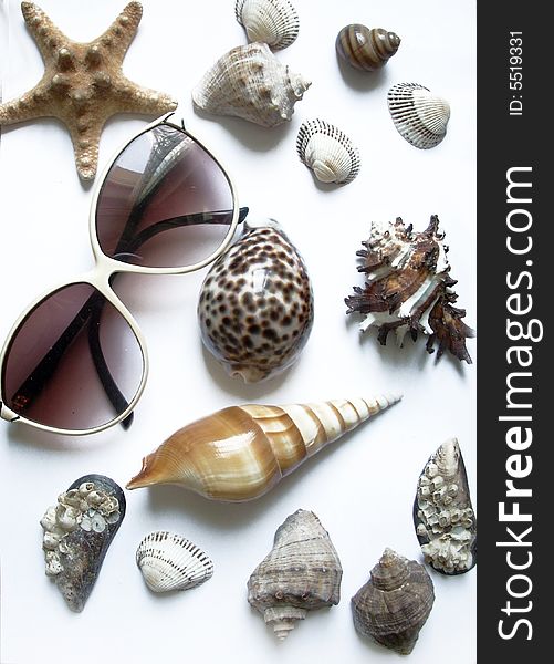 Solar glasses and different seashells