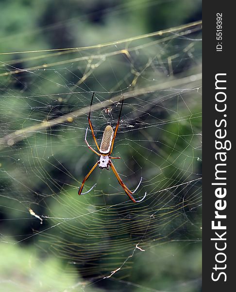 A large spider found in the Amazon jungle region of Ecuador. A large spider found in the Amazon jungle region of Ecuador
