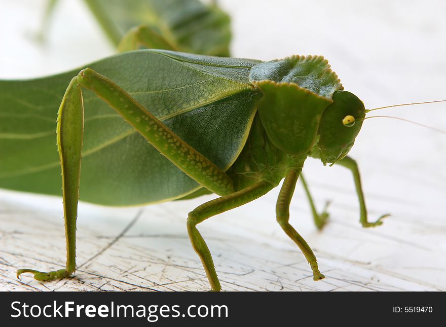 Grasshopper Leaf Bug in Ecuador