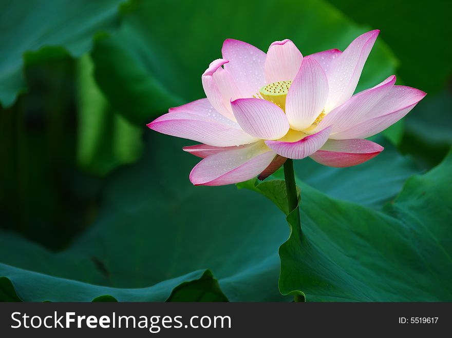 Single lotus on the pond with close-up