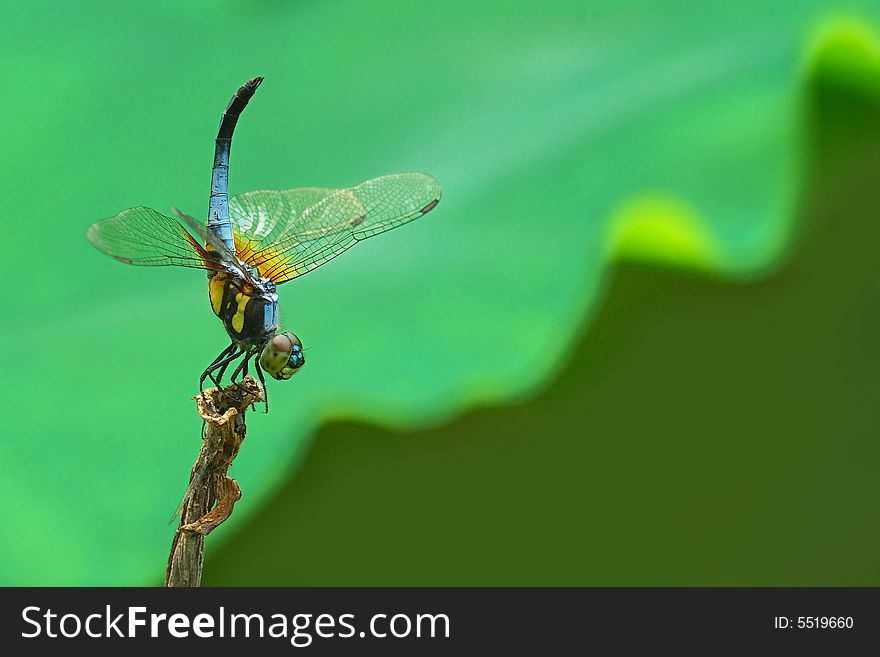 Dragonfly resting on a lotus branch by a pond