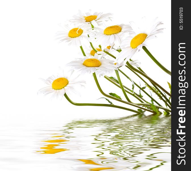 White and yellow daisies reflected in the water