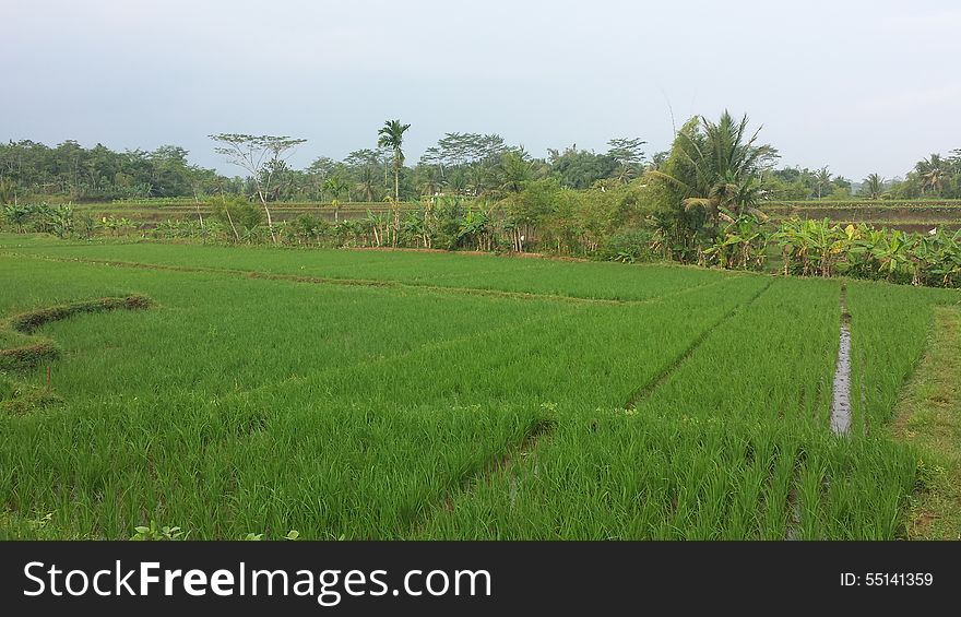 Indonesia Paddy Field
