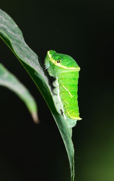 Papilio Larva Royalty Free Stock Image Papilio Larva Royalty Free Stock Image