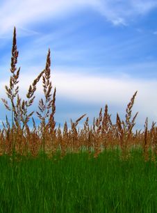 Grass And Sky Royalty Free Stock Photography Grass And Sky Royalty Free Stock Photography