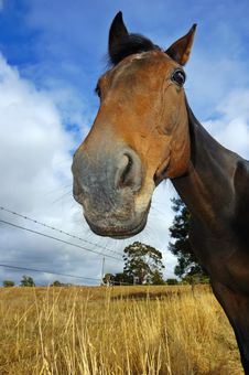 Curious Horse Stock Photography Curious Horse Stock Photography