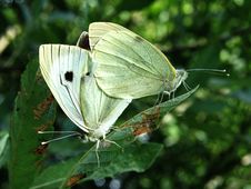 Two Butterflies Stock Photos