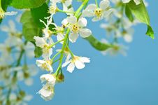 Bird Cherry Tree Stock Photo Bird Cherry Tree Stock Photo