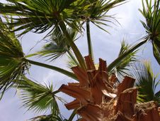 Palm Leaves In Sunshine Stock Photography Palm Leaves In Sunshine Stock Photography