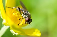Fly On Flower Royalty Free Stock Photos Fly On Flower Royalty Free Stock Photos