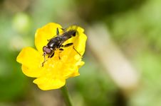 Fly On Flower Stock Image Fly On Flower Stock Image