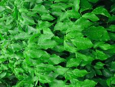 Wet Ivy Leaves With Water Drops Royalty Free Stock Image Wet Ivy Leaves With Water Drops Royalty Free Stock Image