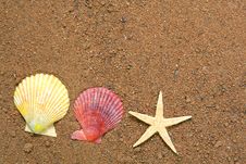 Seashells And Star On Sand Royalty Free Stock Images Seashells And Star On Sand Royalty Free Stock Images