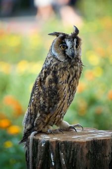 Owl On A Stub Royalty Free Stock Photo