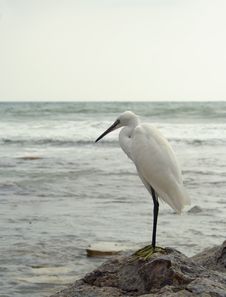 White Heron Stock Photos
